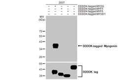 Invitrogen Myogenin Recombinant Rabbit Monoclonal Antibody (HL1913) 100 &mu;L | Buy Online | Invitrogen&trade; | Fisher Scientific