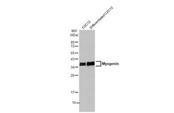 Invitrogen Myogenin Recombinant Rabbit Monoclonal Antibody (HL1913) 100 &mu;L | Buy Online | Invitrogen&trade; | Fisher Scientific
