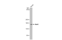 Invitrogen NEK1 Recombinant Rabbit Monoclonal Antibody (HL2488) 100 &mu;L;