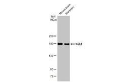 Invitrogen NEK1 Recombinant Rabbit Monoclonal Antibody (HL2489) 100 &mu;L;