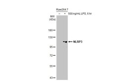 Invitrogen NLRP3 Recombinant Rabbit Monoclonal Antibody (HL2813) 100 &mu;L;
