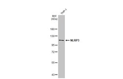 Invitrogen NLRP3 Recombinant Rabbit Monoclonal Antibody (HL2813) 100 &mu;L;