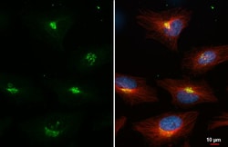 Invitrogen Nucleobindin 1 Recombinant Rabbit Monoclonal Antibody (HL2532)