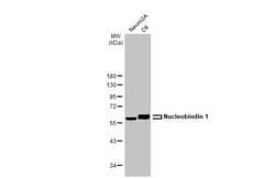 Invitrogen Nucleobindin 1 Recombinant Rabbit Monoclonal Antibody (HL2532)