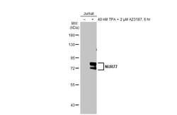 Invitrogen Nur77 Recombinant Rabbit Monoclonal Antibody (HL2660) 100 &mu;L;