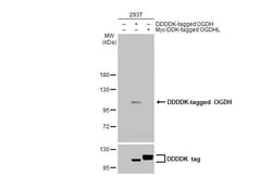 Invitrogen OGDH Recombinant Rabbit Monoclonal Antibody (HL2072) 100 &mu;L;