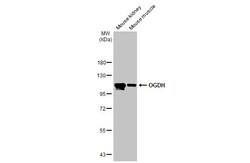 Invitrogen OGDH Recombinant Rabbit Monoclonal Antibody (HL2072) 100 &mu;L;