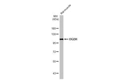 Invitrogen OGDH Recombinant Rabbit Monoclonal Antibody (HL2072) 100 &mu;L;