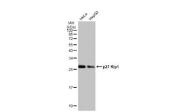 Invitrogen p27Kip1 Recombinant Rabbit Monoclonal Antibody (HL2508) 100