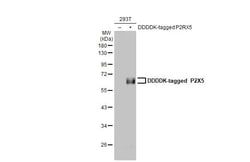 Invitrogen P2X5 Recombinant Rabbit Monoclonal Antibody (HL2773) 100 &mu;L;