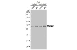 Invitrogen P2X5 Recombinant Rabbit Monoclonal Antibody (HL2773) 100 &mu;L;