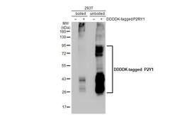 P2Y1 Recombinant Rabbit Monoclonal Antibody (HL2702):Antibodies, Recombinant