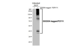 Invitrogen P2Y11 Recombinant Rabbit Monoclonal Antibody (HL2821) 100 &mu;L | Buy Online | Invitrogen&trade; | Fisher Scientific