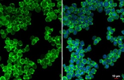 P2Y2 Recombinant Rabbit Monoclonal Antibody (HL2704):Antibodies, Recombinant