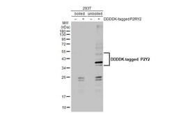 P2Y2 Recombinant Rabbit Monoclonal Antibody (HL2704):Antibodies, Recombinant