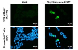 Invitrogen P2Y2 Recombinant Rabbit Monoclonal Antibody (HL2801) 100 &mu;L;