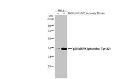 Invitrogen Phospho-p38 MAPK (Tyr182) Recombinant Rabbit Monoclonal Antibody