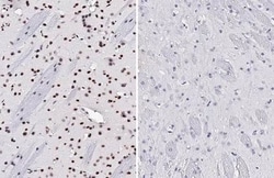 Phospho-p38 MAPK (Tyr182) Recombinant Rabbit Monoclonal Antibody (HL2741):Antibodies,