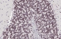 Invitrogen PAX6 Recombinant Rabbit Monoclonal Antibody (HL2599) 100 &mu;L;