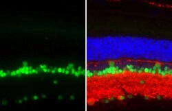 Invitrogen PAX6 Recombinant Rabbit Monoclonal Antibody (HL2599) 100 &mu;L;