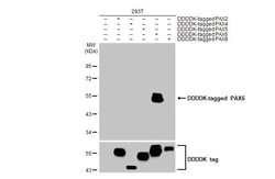 Invitrogen PAX6 Recombinant Rabbit Monoclonal Antibody (HL2599) 100 &mu;L;