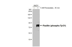 Phospho-Paxillin (Tyr31) Recombinant Rabbit Monoclonal Antibody (HL3129):Antibodies,