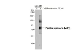 Phospho-Paxillin (Tyr31) Recombinant Rabbit Monoclonal Antibody (HL3129):Antibodies,