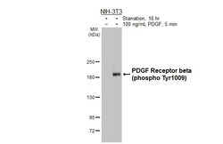 Invitrogen Phospho-PDGFRB (Tyr1009) Recombinant Rabbit Monoclonal Antibody