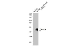 Invitrogen PEDF Recombinant Rabbit Monoclonal Antibody (HL3123) 100 &mu;L;