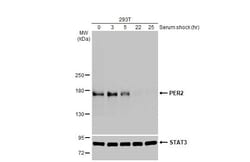 Invitrogen PER2 Recombinant Rabbit Monoclonal Antibody (HL2775) 100 &mu;L;