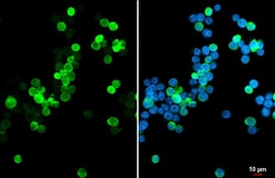 Invitrogen PRG2 Recombinant Rabbit Monoclonal Antibody (HL2547) 100 &mu;L;