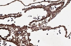 Invitrogen PRG2 Recombinant Rabbit Monoclonal Antibody (HL2547) 100 &mu;L;