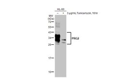 Invitrogen PRG2 Recombinant Rabbit Monoclonal Antibody (HL2547) 100 &mu;L;