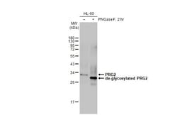 Invitrogen PRG2 Recombinant Rabbit Monoclonal Antibody (HL2547) 100 &mu;L;