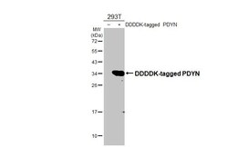 Invitrogen Prodynorphin Recombinant Rabbit Monoclonal Antibody (HL2573)