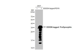 Invitrogen Prodynorphin Recombinant Rabbit Monoclonal Antibody (HL2574)