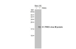 Invitrogen PRRS Virus M Protein (Strain: VR-2322) Recombinant Rabbit Monoclonal