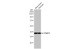 Invitrogen PSAT1 Recombinant Rabbit Monoclonal Antibody (HL2663) 100 &mu;L;
