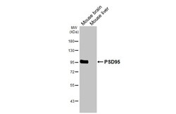 Invitrogen PSD-95 Recombinant Rabbit Monoclonal Antibody (HL2382) 100 &mu;L;