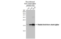 Invitrogen™ Horn shark IgNar Recombinant Rabbit Monoclonal Antibody (HL3138)