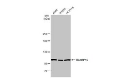 Invitrogen RanBP16 Recombinant Rabbit Monoclonal Antibody (HL2510) 100