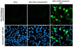 Invitrogen K-Ras (G12D Mutant) Recombinant Rabbit Monoclonal Antibody (HL2640)