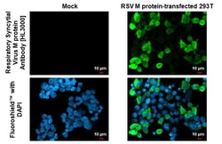 Invitrogen RSV M Protein Recombinant Rabbit Monoclonal Antibody (HL3000)