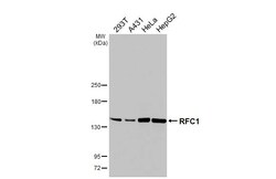 Invitrogen RFC1 Recombinant Rabbit Monoclonal Antibody (HL3242) 100 &mu;L;