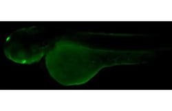 Rhodopsin Recombinant Rabbit Monoclonal Antibody (HL2668):Antikörper