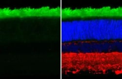 Rhodopsin Recombinant Rabbit Monoclonal Antibody (HL2668):Antikörper