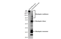 Rhodopsin Recombinant Rabbit Monoclonal Antibody (HL2668):Antikörper