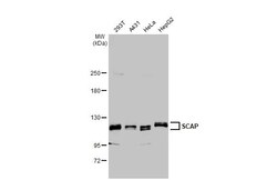 Invitrogen SCAP Recombinant Rabbit Monoclonal Antibody (HL2796) 100 &mu;L;