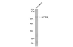 Invitrogen SETD1A Recombinant Rabbit Monoclonal Antibody (HL2705) 100 &mu;L;