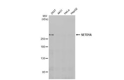 Invitrogen SETD1A Recombinant Rabbit Monoclonal Antibody (HL2707) 100 &mu;L;